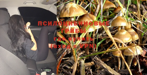 индика Белоозёрский